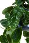 Scindapsus pictus argyraeus 2