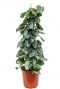 Scindapsus pictus silvery ann