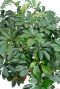 Schefflera Compacta