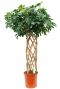Schefflera Compacta