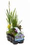 Sixpack de plantes aquatiques fleurissantes