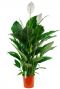 Spathiphyllum Sweet Sebastiano