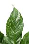 Spathiphyllum diamond