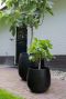 Monstera Siltepecana