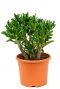 Crassula gollum
