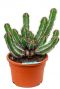 Euphorbia avasmontana