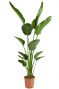 Strelitzia verte plante 1