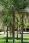 Syagrus romanzoffiana santa catarina plante de jardin p20