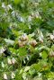 Symphytum grandiflorum plante de jardin