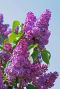 Syringa bloomerang dark purple plante de jardin