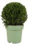 Taxus collection ball p24 1