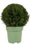 Taxus collection ball p27 1