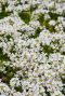 Thymus praecox albiflorus plante de jardin