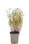 Thymus vulgaris pot9