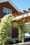 Trachelospermum jasminoides plante de jardin 1