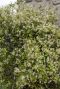 Trachelospermum jasminoides star of toscane plante de jardin