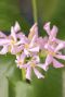 Trachelospermum pink air plante de jardin