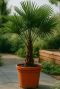 Trachycarpus fortunei-plante de jardin