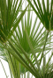 Trachycarpus fortunei