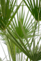 Trachycarpus fortunei