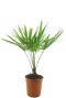 Trachycarpus fortunei frosty p21
