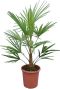 Trachycarpus fortunei frosty p26