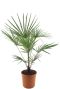 Trachycarpus fortunei frosty p32