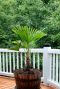 Trachycarpus fortunei p24 palm