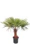 Trachycarpus fortunei p40 1