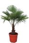 Trachycarpus fortunei palmen p31