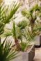 Trachycarpus fortunei plante de jardin 6777 1