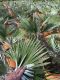 Trachycarpus princeps p26 plante de jardin