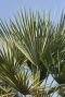 Trachycarpus sp nova plante de jardin p30