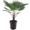 Trachycarpus wagnerianus frosty p32