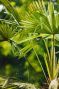 Trachycarpus wagnerianus frosty palm plante de jardin