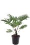 Trachycarpus wagnerianus frosty palmen p32