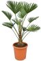Trachycarpus wagnerianus frosty pot26