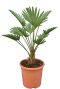 Trachycarpus wagnerianus frosty tuinplant p23
