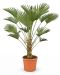 Trachycarpus wagnerianus