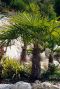 Trachycarpus wagnerianus p40 plante de jardin 2