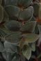 Tradescantia brown hill blad