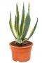 Agave americana
