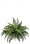 Fern bush