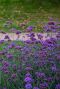 Verbena bonariensis plante de jardin