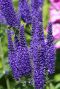 Veronica spicata plante de jardin