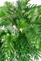 Volle grote xanadu plant