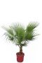 Washingtonia robusta p38