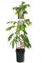 Wisteria floribunda alba wit