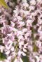 Wisteria floribunda rosea plante de jardin