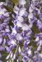 Wisteria sinensis plante de jardin 23